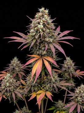 Raspberry Cough Autoflower Seeds