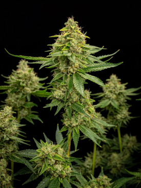Royal Jack Autoflower Seeds
