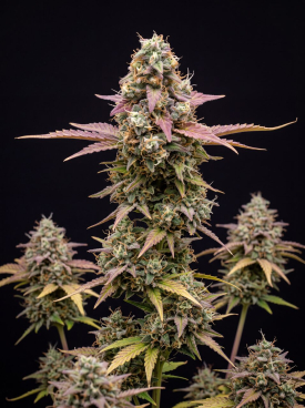 Runtz Autoflower Seeds