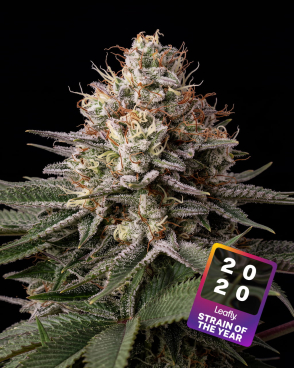 Runtz Seeds