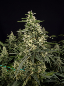 Sensi Skunk Seeds
