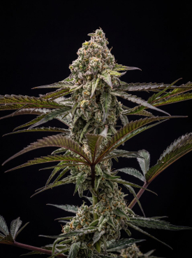 Shiva Skunk Seeds