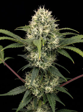 Skunk Fast Version Seeds