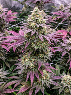 Skywalker OG Seeds