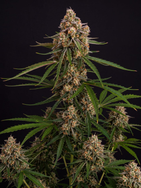Slice O&#039; Lime OG Autoflower Seeds