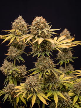 Somango Autoflower Seeds