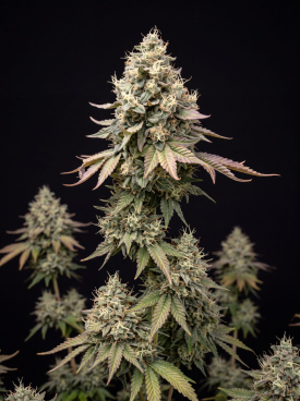 Sour Diesel Autoflower Seeds