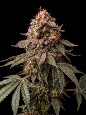 Sour Diesel Seeds