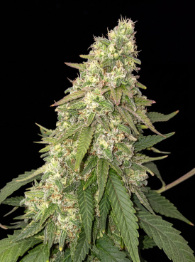 Sour Gorilla Seeds