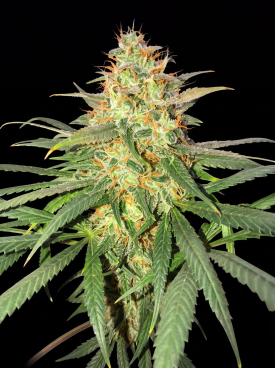 Strawberry Cough Seeds