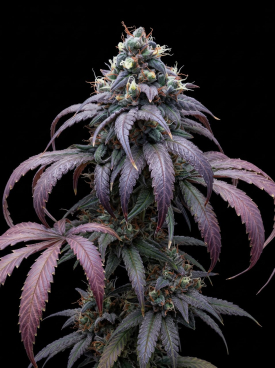 Strawberry Kush CBD Seeds
