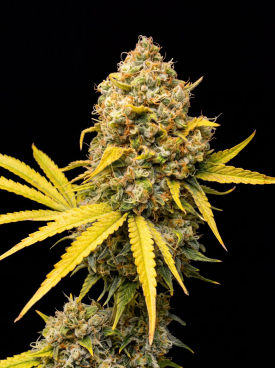 Strawberry Kush Seeds