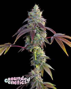 Strawberry Gummies Seeds