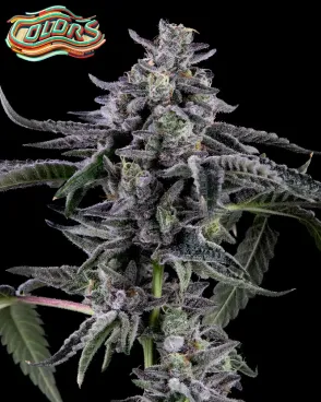 Suga&#039; Shine Seeds