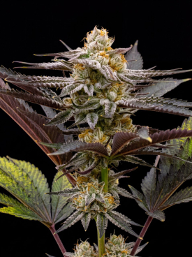 Sugar Black Rose Seeds