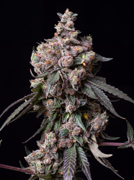 Sunset Sherbet Seeds