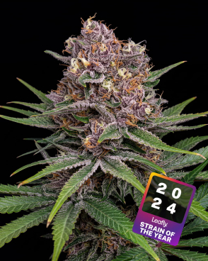 Super Boof Seeds