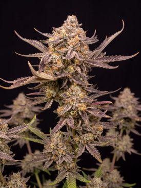 Super Lemon Haze Autoflower Seeds
