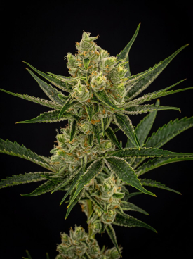 Super Lemon Haze Seeds