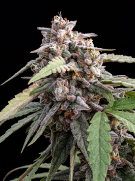 Super Silver Haze Seeds