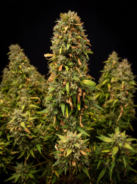 Super Skunk Autoflower Seeds