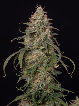 Super Skunk Seeds