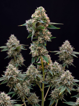 Sweet Tooth Autoflower Seeds
