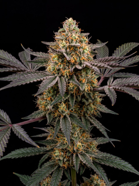 Tangerine Punch Seeds