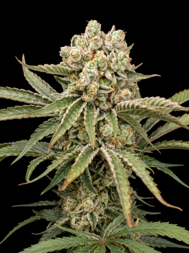 Tangie Autoflower Seeds