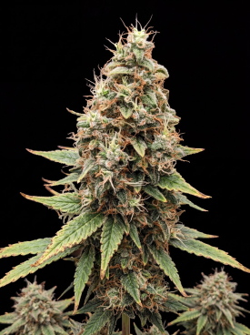Tangie Seeds