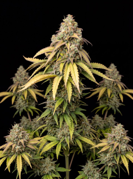 Think Different Autoflower Seeds