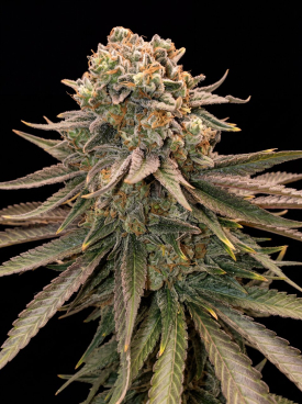Trainwreck Seeds