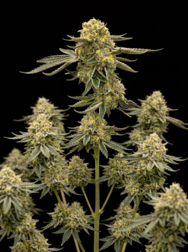 Triple XL Autoflower Seeds