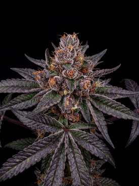 Tropicana Cookies Seeds