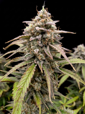 Wedding Cake Autoflower Seeds