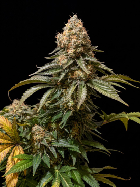White Rhino Seeds