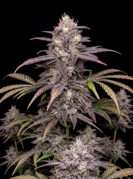 White Truffle Autoflower Seeds