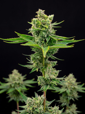 White Wedding Autoflower Seeds