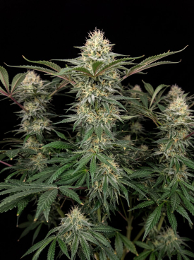 White Widow Autoflower Seeds
