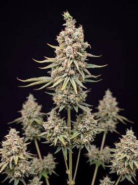 White Widow CBD Autoflower Seeds