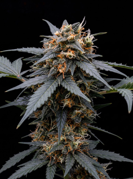 White Widow CBD Seeds