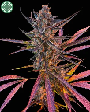 Yuzu Euphoria Autoflower Seeds