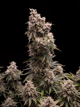 Zkittlez Autoflower Seeds