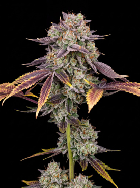 Zkittlez Seeds