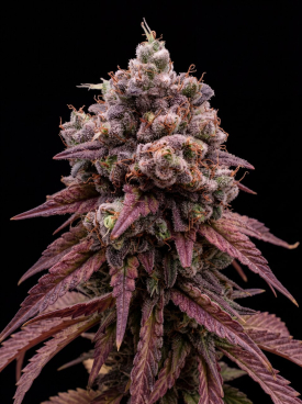 Zookies Autoflower Seeds
