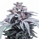 blue haze feminized marijuana seeds