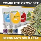 gold leaf marijuana grow kit