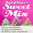 Autoflower Sweet Mix Variety Marijuana Seeds Pack