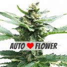 Northern Lights autoflower marijuana seeds