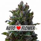Purple Punch autoflower marijuana seeds